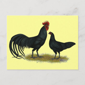 Cartão Postal Galinhas Longas De Tomaru