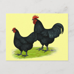 Cartão Postal Galinhas Negras Australorp