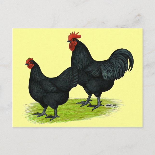 Cartão Postal Galinhas Negras Australorp (Frente)
