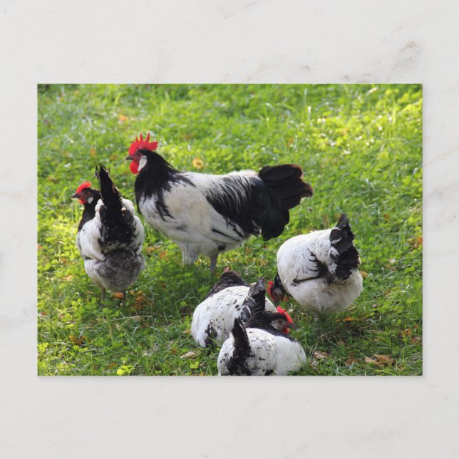Cartão Postal Galinhas picando na grama (Frente)