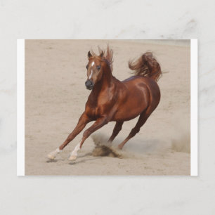 Cartão Postal Galloping Brown Chestnut Horse Kicks Para Cima Are