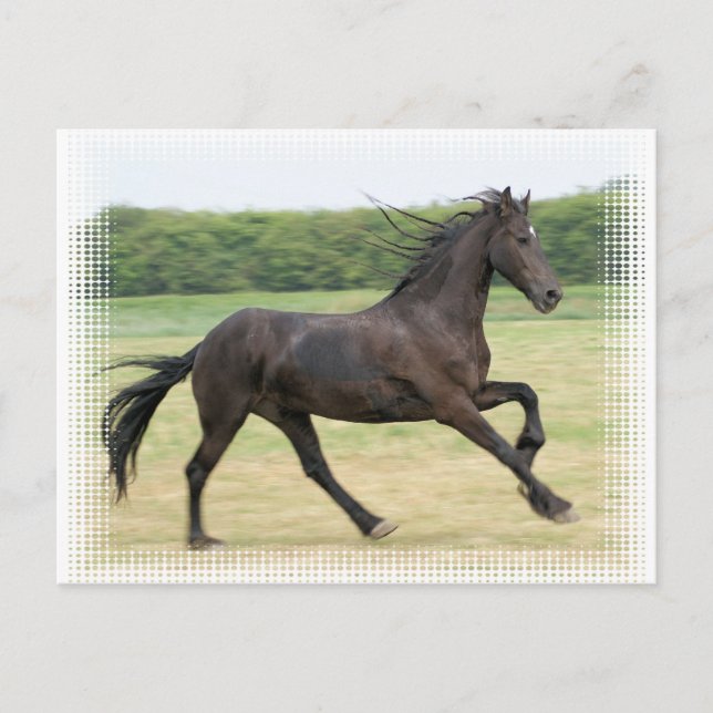 Cartão Postal Galloping Frésio (Frente)