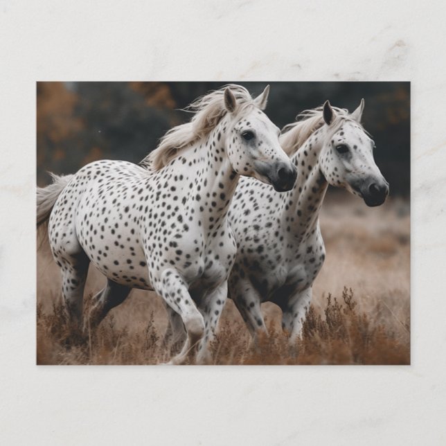 Cartão Postal Galloping Leopard Appaloosa Cavalos (Frente)
