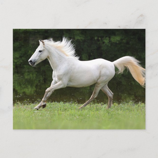 Cartão Postal Galloping White Horse (Frente)