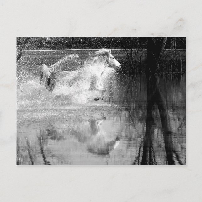 Cartão Postal Galloping White Water Horse (Frente)