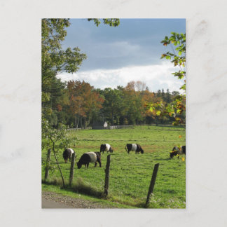 Cartão Postal Galloways Cinturados