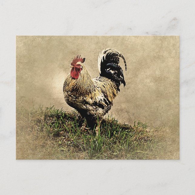 Cartão Postal Galo Antigo na Grama (Frente)
