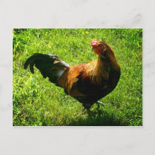 Cartão Postal Galo Bonito