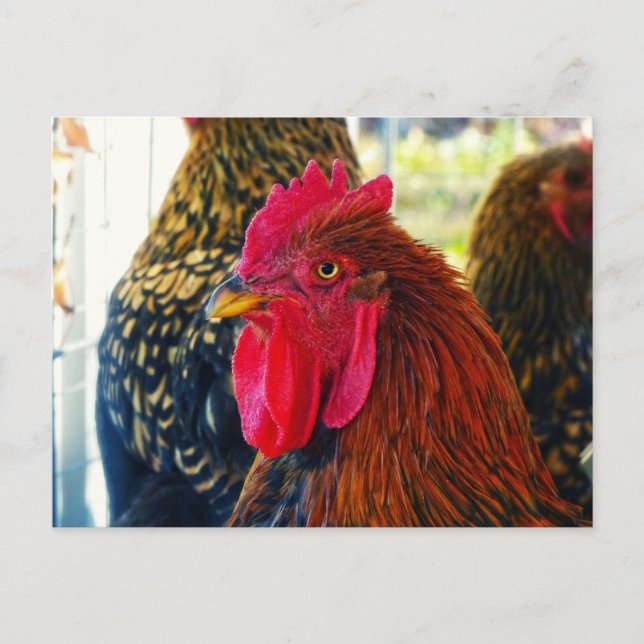 Cartão Postal Galo bonito (Frente)