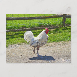 Cartão Postal Galo cruzando a estrada em uma Fazenda de Vermont
