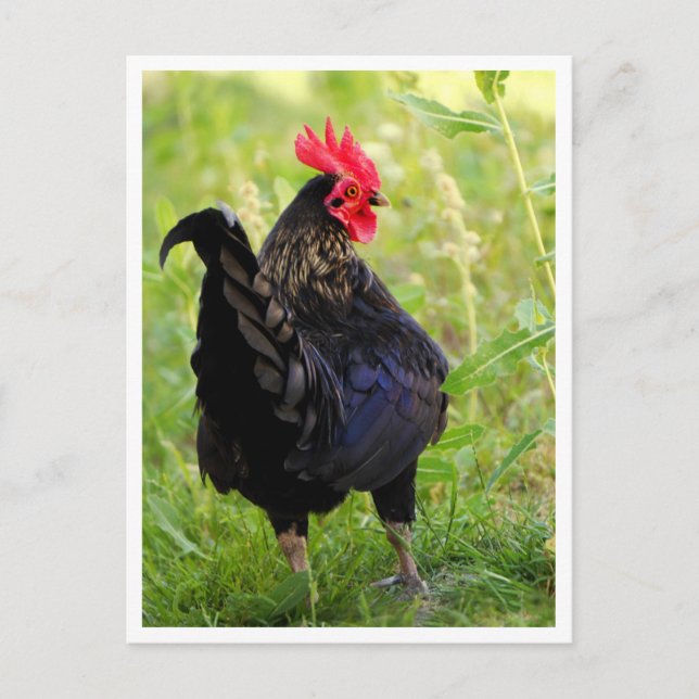 Cartão Postal Galo de Briga (Frente)