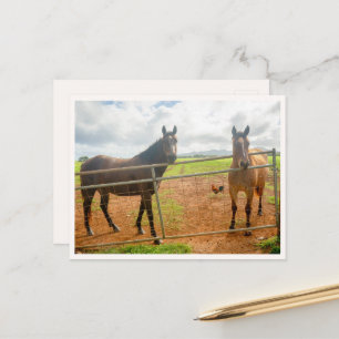 Cartão Postal Galo de Kauai & Cavalos Foto de Animal do Havaí