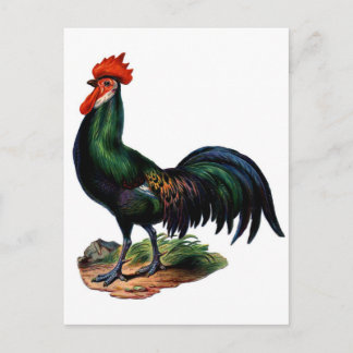 Cartão Postal Galo de Penas Verdes Antigas