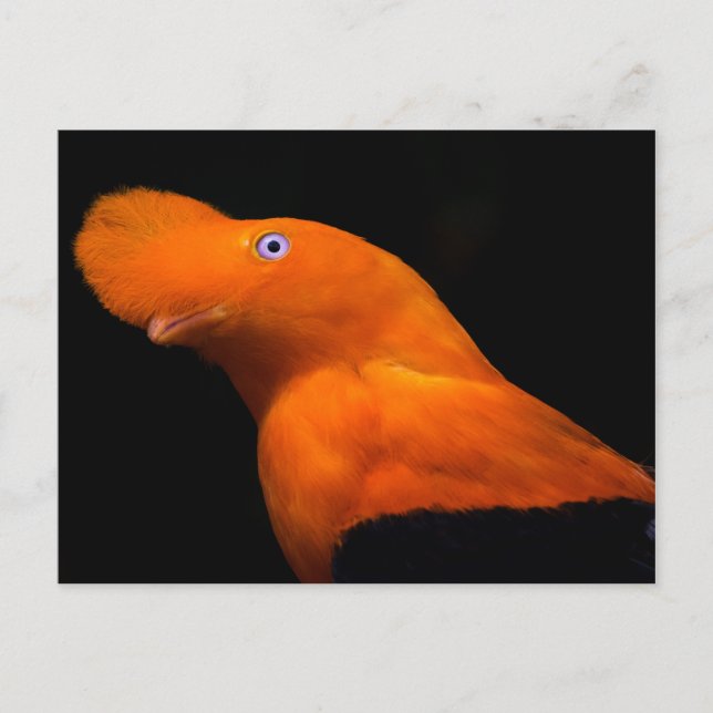 Cartão Postal Galo-do-rock andino (Frente)