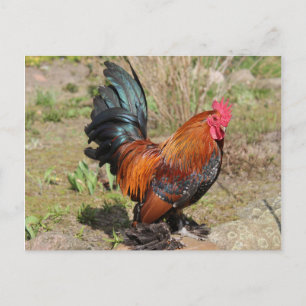 Cartão Postal Galo / Frango em cartão-postal de fazenda