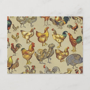 Cartão Postal Galo Galinha-Fazenda Animal