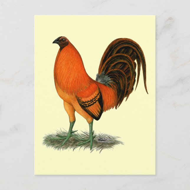 Cartão Postal Galo Ginger Vermelho Gamecock (Frente)