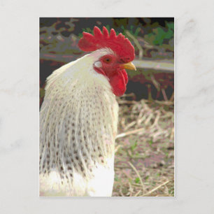 Cartão Postal Galo Maravilhoso 2