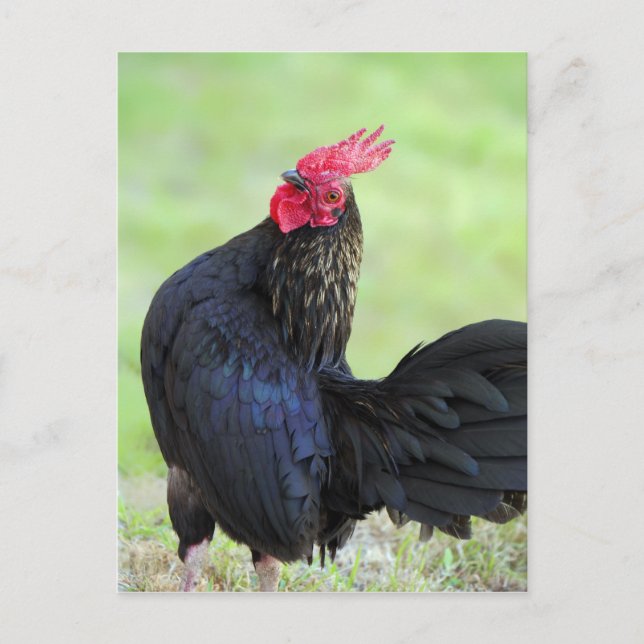Cartão Postal Galo Preto (Frente)