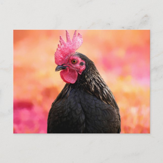 Cartão Postal Galo Preto (Frente)