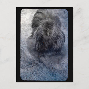 Cartão Postal Galo Silkie Sr. Fluffy 