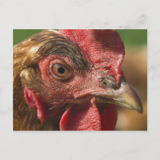Cartão Postal Galo vermelho