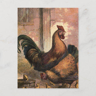 Cartão Postal Galo Vermelho, Galinha Marrom e Pintinhos para beb