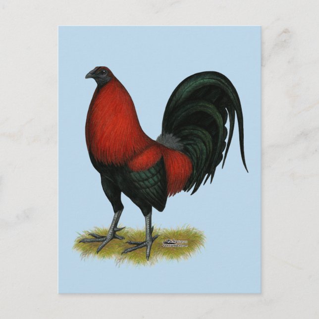 Cartão Postal Galo Vermelho Preto BB Jogo Americano (Frente)