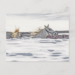 Cartão Postal Galopagem De Cavalo Branco Na Neve