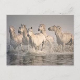 Cartão Postal Galopagem de Cavalos na Água do Mediterrâneo