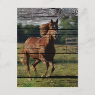 Cartão Postal Galopagem Galopante Cavalo Castanho