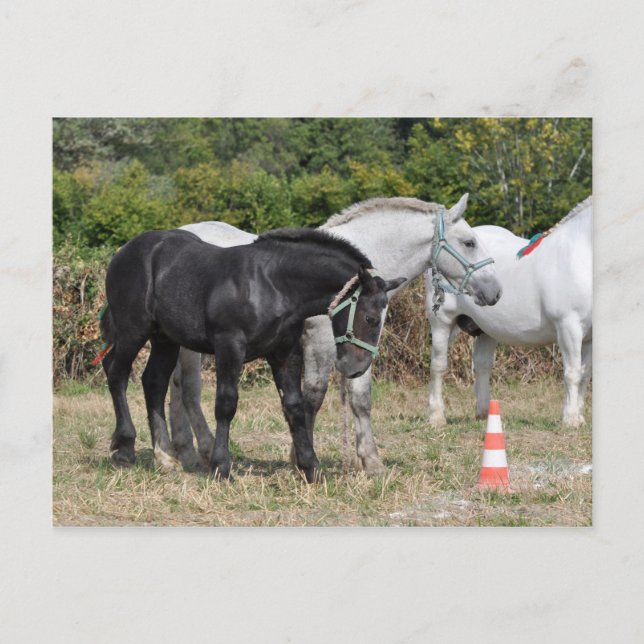 Cartão Postal Galos de Percheron Negro e cinza em França (Frente)