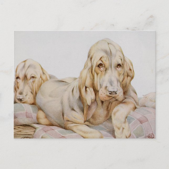 Cartão Postal Galos de Sangue Fresco, Cães de Papoila por EJ Det (Frente)