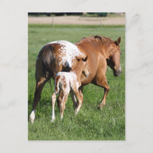 Cartão Postal Galos e égua de cavalo Appaloosa