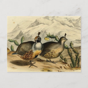 Cartão Postal Gambels Partridge