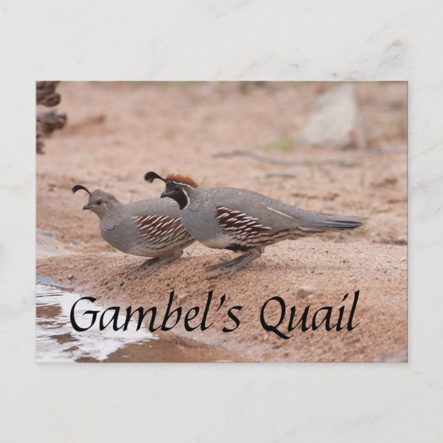 Cartão Postal Gambel's Quail tomando uma bebida (Frente)