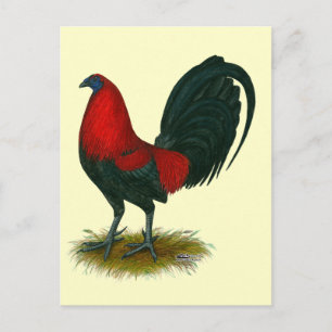 Cartão Postal Gamecock Americano: Vermelho Marrom