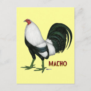 Cartão Postal Gamecock Macho Duckwing