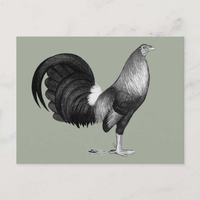 Cartão Postal Gamecock Red Hatch (Frente)