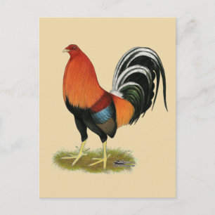 Cartão Postal Gamecock Wheaten Rooster