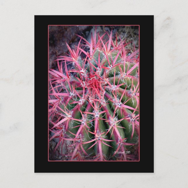 Cartão Postal Gancho de peixe (Frente)