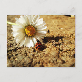 Cartão Postal Gänseblümchen und Marienkäfer