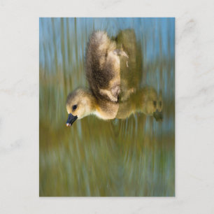 Cartão Postal Gansinho fofo no lago