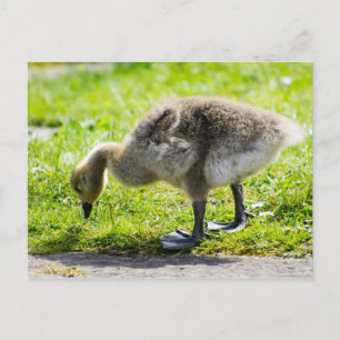 Cartão Postal Ganso adorável do ganso de Canadá