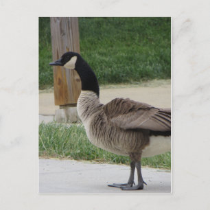Cartão Postal Ganso canadense