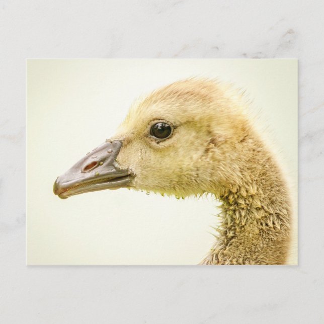 Cartão Postal Ganso canadense (Gosling) (Frente)