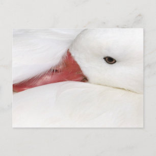 Cartão Postal Ganso da Neve Chen caerulescens