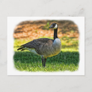 CARTÃO POSTAL GANSO DO CANADÁ