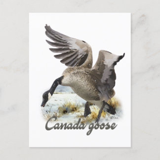 Cartão Postal Ganso-do-Canadá, Arte