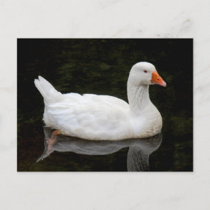 Cartão Postal Ganso Tcheco. Lago Roath Park, Cardiff, País de Ga
